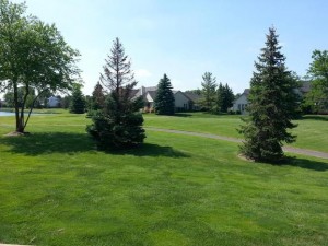 green grass, evergreen trees, and condos in the background at Country Club Village of Northville