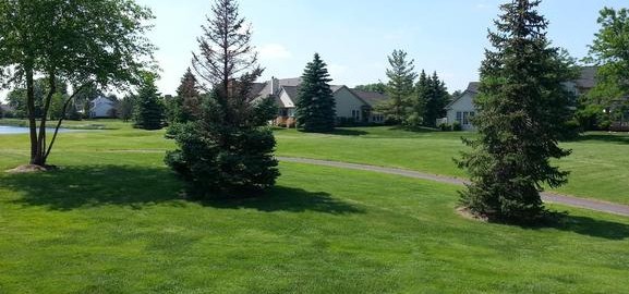 green grass, evergreen trees, and condos in the background at Country Club Village of Northville